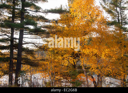 Autunno Mauricie Québec Foto Stock