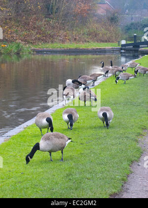 Stormo di oche del Canada ( Branta canadensis ) pascolano accanto a Stourbridge Canal, Wordsley, West Midlands, England, Regno Unito Foto Stock