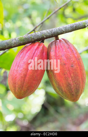 Mature le fave di cacao sull'albero, Panama Foto Stock