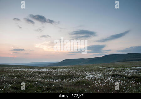 Derive di cotone bianco bagliore di erba nella luce del tramonto su Bleaklow sopra Glossop nel picco elevato, Derbyshire. Foto Stock