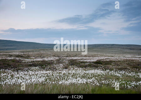 Derive di cotone bianco bagliore di erba nella luce del tramonto su Bleaklow sopra Glossop nel picco elevato, Derbyshire. Foto Stock