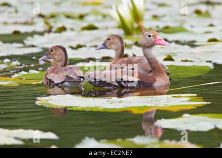 Rospo sibilo anatra (Dendrocygna autumnalis) stormo di uccelli Nuoto Il laghetto con vegetazione galleggiante Foto Stock