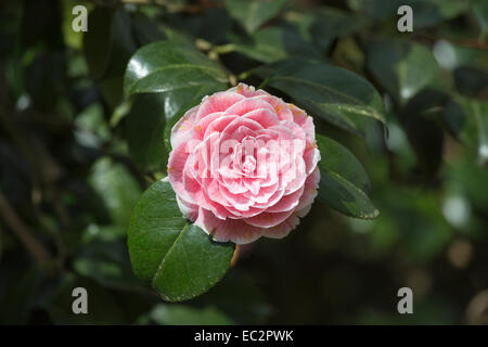 Rosa grazioso formale fiore doppio dell'arbusto sempreverde Camellia japonica 'Eugenie de Massena' in fiore in primavera a RHS Wisley Gardens Surrey UK Foto Stock