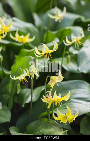 Gruppo di piccole perenni delicato giallo pallido del cane dente viola Erythronium tuolumnense "Pagoda' fioritura in primavera alla RHS Gardens, Wisley, Surrey Foto Stock