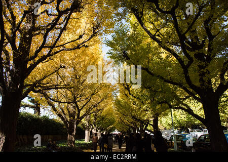 Il Ginkgo street,Meijijingu gaien,Tokyo Giappone Foto Stock