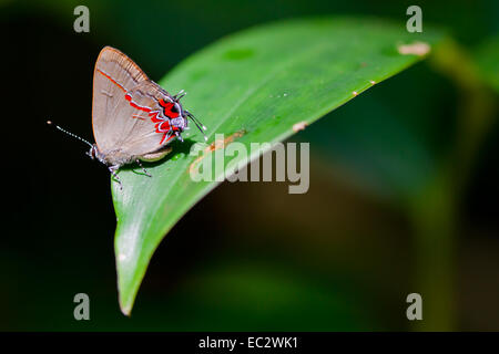 Farfalla colorata nel Parco Nazionale Cahuita, Costa Rica Foto Stock