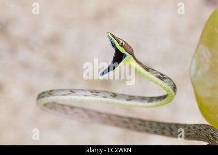 Vite marrone Snake (Oxybelis aeneus), Costa Rica Foto Stock