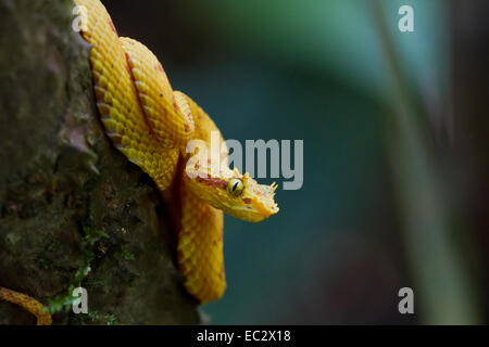 Tintura ciglia Viper (Bothriechis schlegelii) appeso a un albero, in attesa di un pasto, Parco Nazionale di Tortuguero, Costa Rica Foto Stock