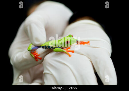 Red-eyed Treefrog (Agalychnis callidryas) Essendo studiato nel Parco Nazionale di Tortuguero, Costa Rica Foto Stock