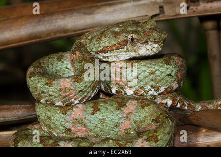 Tintura ciglia Viper (Bothriechis schlegelii) fino in prossimità, il Parco Nazionale di Tortuguero, Costa Rica Foto Stock