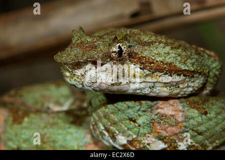 Tintura ciglia Viper (Bothriechis schlegelii) fino in prossimità, il Parco Nazionale di Tortuguero, Costa Rica Foto Stock