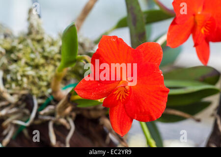 Cattleya coccinea orchid cresce su corteccia in Don Brown shade house, Santa Barbara, California, Stati Uniti d'America Foto Stock