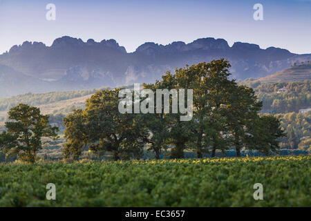 Francia, Vaucluse Provence, Dentelles de Montmirail, vigneto Foto Stock