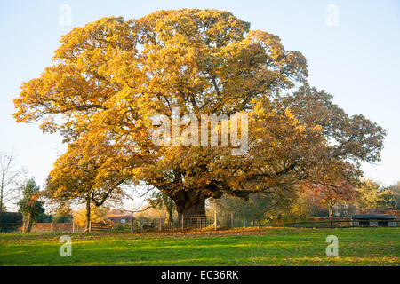 Arancione marrone castagno, Castanea saliva, foglie di autunno Woodborough, Wiltshire, Inghilterra, Regno Unito Foto Stock