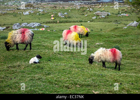 Pecore nel paesaggio irlandese, Connemara,County Galway, Repubblica di Irlanda, Europa. Foto Stock