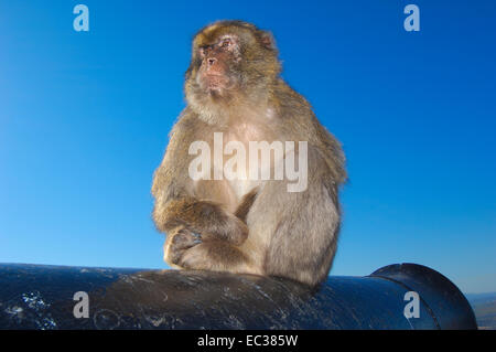 Barbary macaque (Macaca sylvanus) su un cannone, Gibilterra, British Overseas territorio della Penisola Iberica, Europa Foto Stock