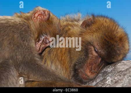 Due Barbary macachi (Macaca sylvanus), dormire, rannicchiò fino, Gibilterra, British Overseas territorio della Penisola Iberica, Europa Foto Stock