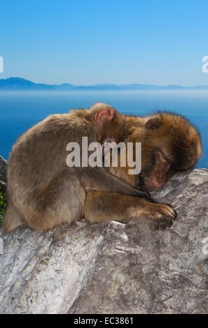 Due Barbary macachi (Macaca sylvanus), dormire, rannicchiò fino, Gibilterra, British Overseas territorio della Penisola Iberica, Europa Foto Stock