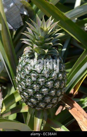 Acerbi ananas su una piantagione, Hua Hin, Thailandia Foto Stock