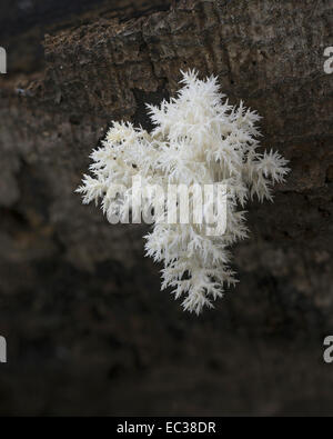Coral dente (fungo Hericium coralloides) sul marciume tronco di faggio, Mönchbruch Riserva Naturale, Hesse, Germania Foto Stock