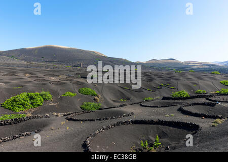 Viticoltura, vitigni crescente sulla lava protetta dal vento da pareti di lava, coltura secca, paesaggio vulcanico vicino a Geria Foto Stock