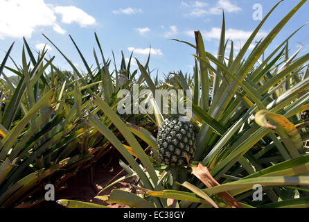 Acerbi ananas su una piantagione, Hua Hin, Thailandia Foto Stock