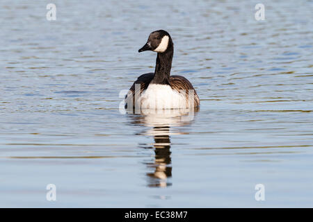 Canada goose (Branta canadensis) galleggiante sull'acqua Foto Stock