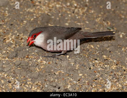 Saint Helena o Waxbill comune (Estrilda astrild), originariamente da sub-Saharan-Africa Foto Stock