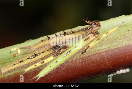 Parecchi bachi del sud americani Foresta gigante farfalla Civetta (Caligo eurilochus) Foto Stock