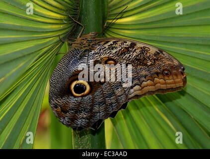 Foresta gigante farfalla Civetta (Caligo eurilochus) ali chiusa su una foglia tropicale Foto Stock