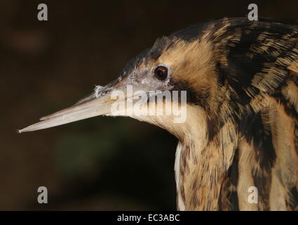 Close-up della testa di un furtivo Eurasian Botaurus stellaris Foto Stock