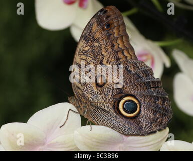 Sud Americana Foresta gigante farfalla Civetta (Caligo eurilochus) su un fiore di orchidea, vista ventrale Foto Stock