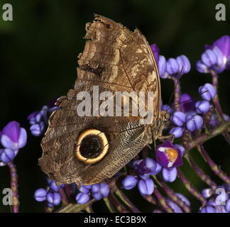 Foresta gigante farfalla Civetta (Caligo eurilochus) ali chiuso, alimentazione su un viola fiore tropicale Foto Stock