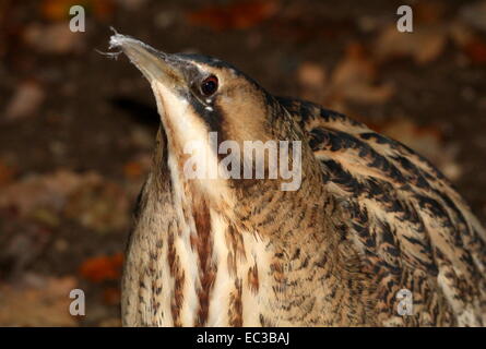 Close-up della testa di un furtivo Eurasian Botaurus stellaris Foto Stock