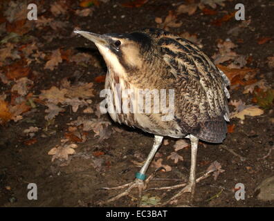 Eurasian Botaurus stellaris Foto Stock