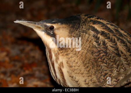 Close-up della testa di un furtivo Eurasian Botaurus stellaris Foto Stock