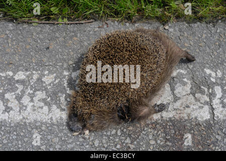 Hedgehog morti sulla strada Foto Stock