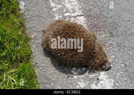 Hedgehog morti sulla strada Foto Stock