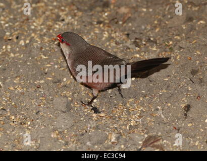 Saint Helena o Waxbill comune (Estrilda astrild), originariamente da sub-Saharan-Africa Foto Stock