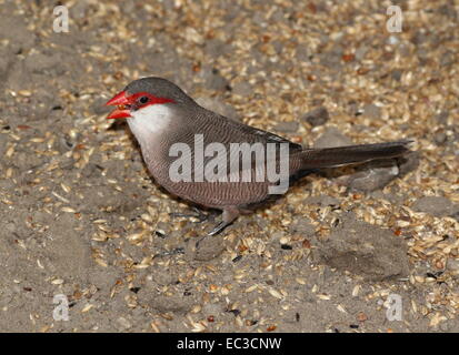 Saint Helena o Waxbill comune (Estrilda astrild), originariamente da sub-Saharan-Africa Foto Stock