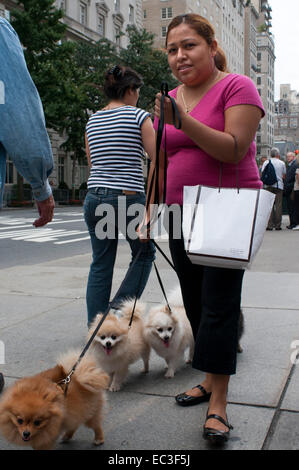 Le donne a piedi cani sulla Quinta Avenue a Central Park, Manhattan, New York City. Stati Uniti d'America. La maggior parte delle persone che possiedono animali domestici preoccuparsi molto circa i loro Foto Stock