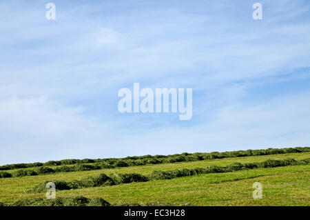 campo falciato Foto Stock