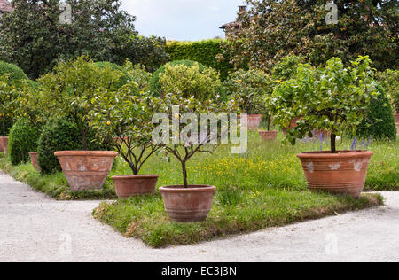 Il giardino degli agrumi ("vaseria" o "orangerie") a Villa Pisani, Stra, Veneto, Italia Foto Stock