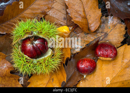 Le Castagne sul suolo della foresta. Foto Stock