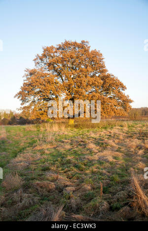 Unico albero di quercia con bruno dorato di foglie in inverno i primi di dicembre, Sutton, Suffolk, Inghilterra, Regno Unito Foto Stock