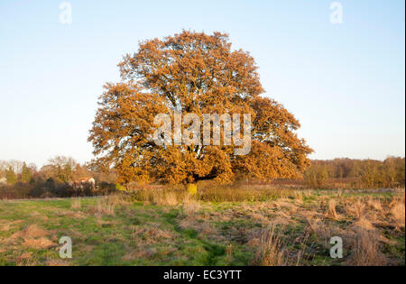 Unico albero di quercia con bruno dorato di foglie in inverno i primi di dicembre, Sutton, Suffolk, Inghilterra, Regno Unito Foto Stock