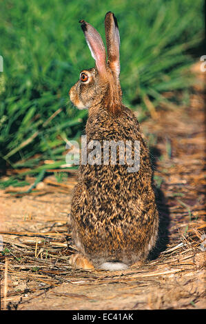 Mimica - europeo lepre (Lepus capensis europaeus) in atteggiamento di allarme Foto Stock