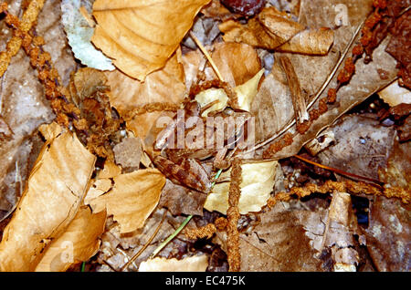 Mimica - Rana di Lataste (Rana latastei) mimetizzati fra la lettiera di foglie cadute nel sottobosco Foto Stock