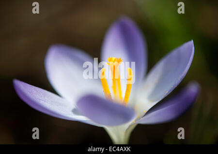 Crocus lilla fiore con i suoi petali ampi nel sole di primavera. Ciuffo di stami gialli al centro del fiore. Foto Stock