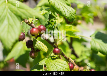 Bacche di ribes nero su un ramo close up Foto Stock